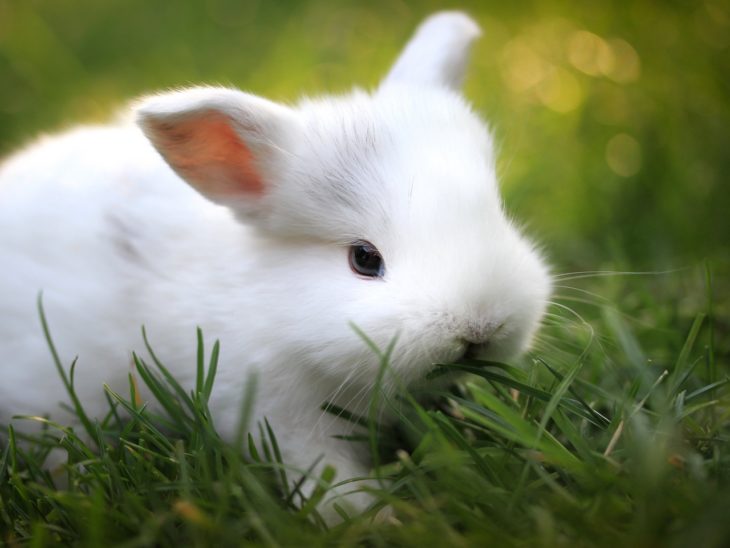 Почему декоративные кролики грызут обои